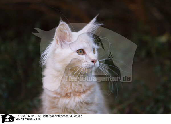 junge Maine Coon / young Maine Coon / JM-04216