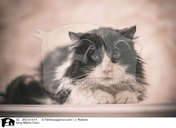 liegende Maine Coon / lying Maine Coon / JRO-01414