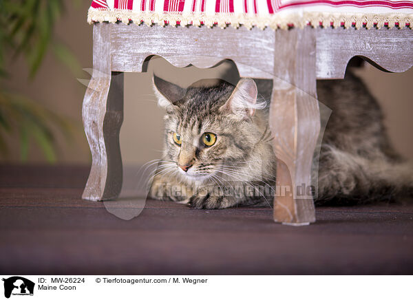 Maine Coon / Maine Coon / MW-26224