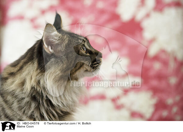 Maine Coon / Maine Coon / HBO-04578