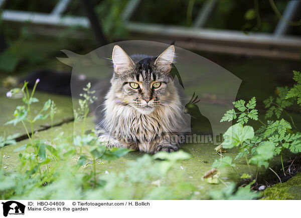 Maine Coon im Garten / Maine Coon in the garden / HBO-04609
