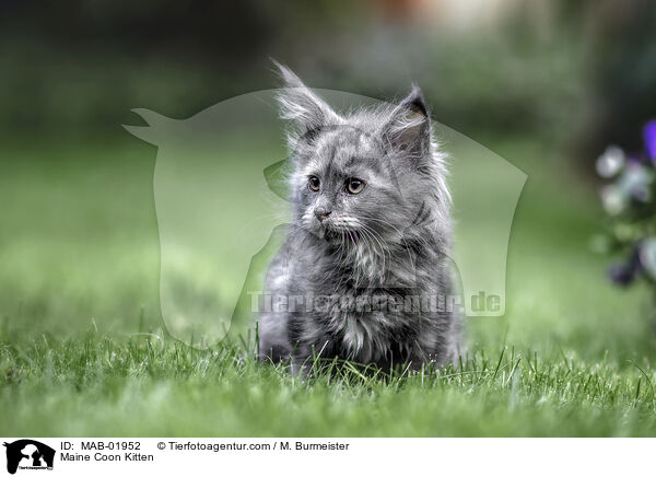 Maine Coon Ktzchen / Maine Coon Kitten / MAB-01952