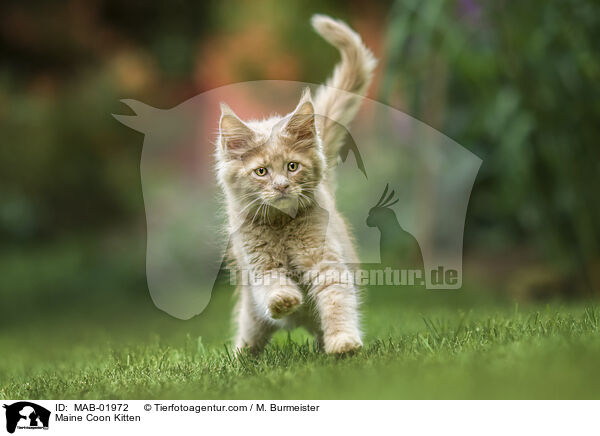 Maine Coon Kitten / MAB-01972