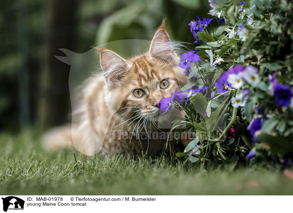 junger Maine Coon Kater / young Maine Coon tomcat / MAB-01978