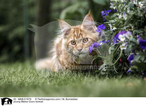 young Maine Coon tomcat / MAB-01979