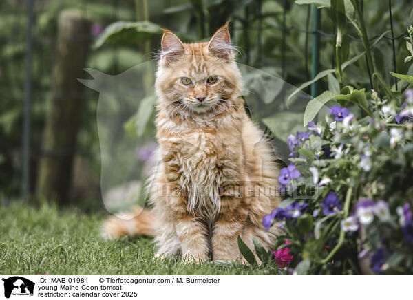 young Maine Coon tomcat / MAB-01981