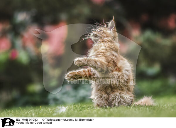 young Maine Coon tomcat / MAB-01983