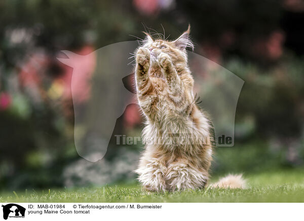 young Maine Coon tomcat / MAB-01984