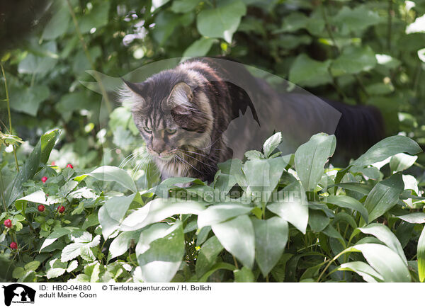 adult Maine Coon / HBO-04880