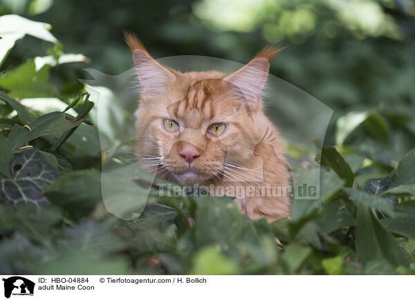 erwachsene Maine Coon / adult Maine Coon / HBO-04884