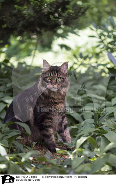 adult Maine Coon / HBO-04886