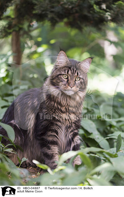 adult Maine Coon / HBO-04887
