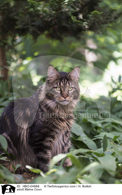 erwachsene Maine Coon / adult Maine Coon / HBO-04888