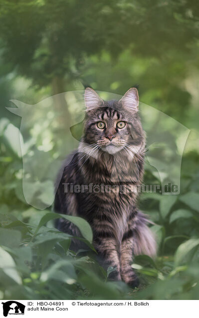adult Maine Coon / HBO-04891