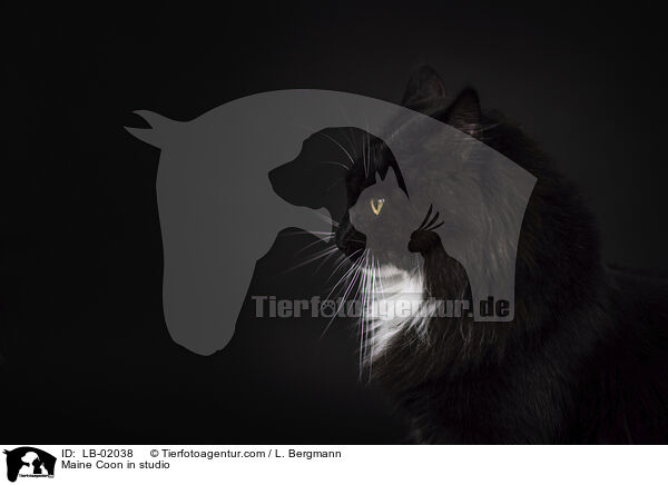 Maine Coon im Studio / Maine Coon in studio / LB-02038