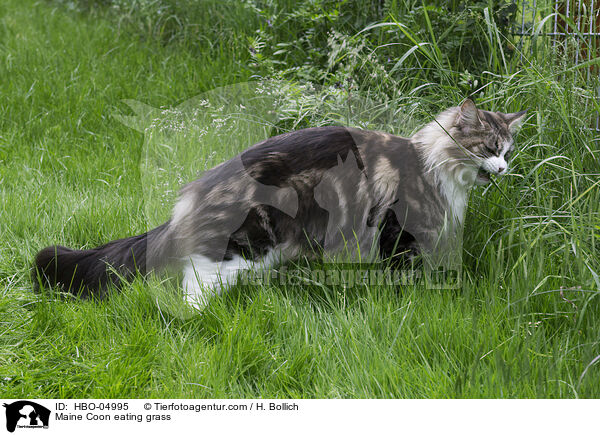 Maine Coon frisst Gras / Maine Coon eating grass / HBO-04995
