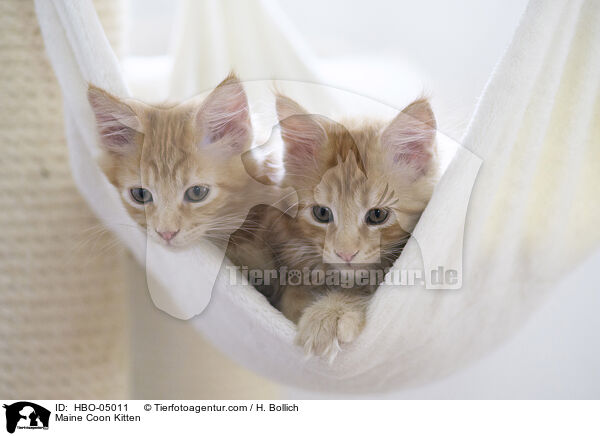 Maine Coon Ktzchen / Maine Coon Kitten / HBO-05011