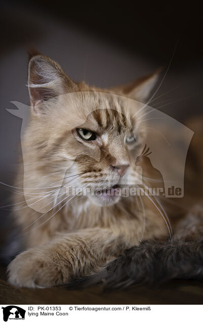 liegende Maine Coon / lying Maine Coon / PK-01353