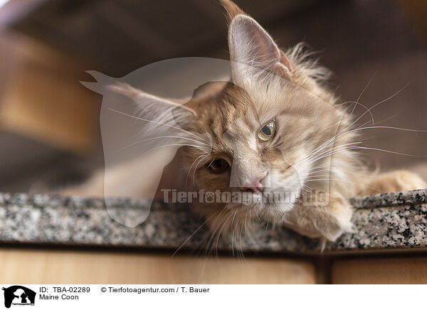 Maine Coon / Maine Coon / TBA-02289