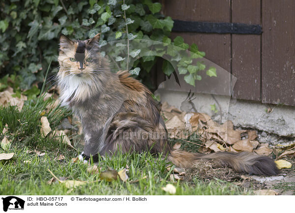 adult Maine Coon / HBO-05717