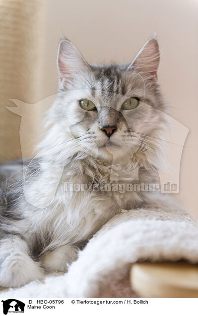Maine Coon / Maine Coon / HBO-05796