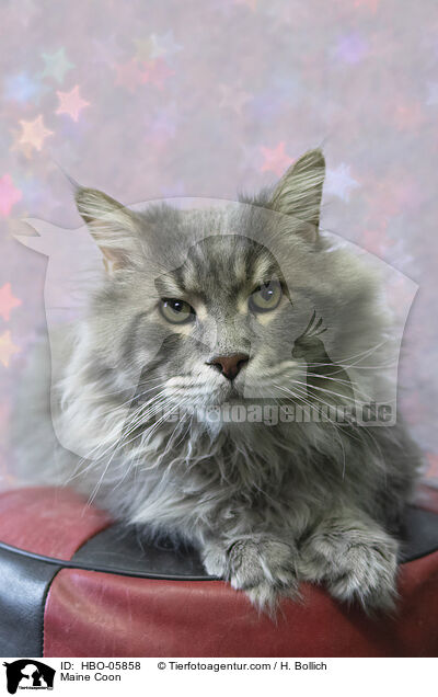 Maine Coon / Maine Coon / HBO-05858