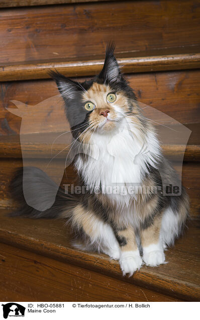 Maine Coon / Maine Coon / HBO-05881
