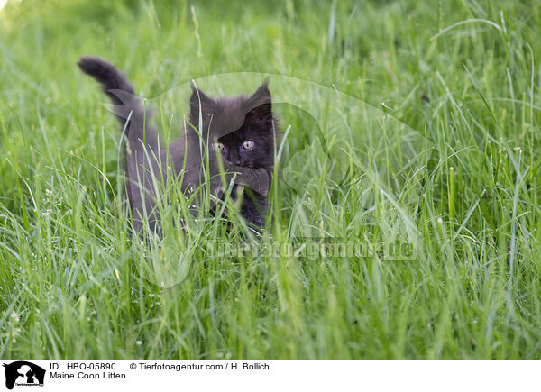 Maine Coon Ktzchen / Maine Coon Litten / HBO-05890