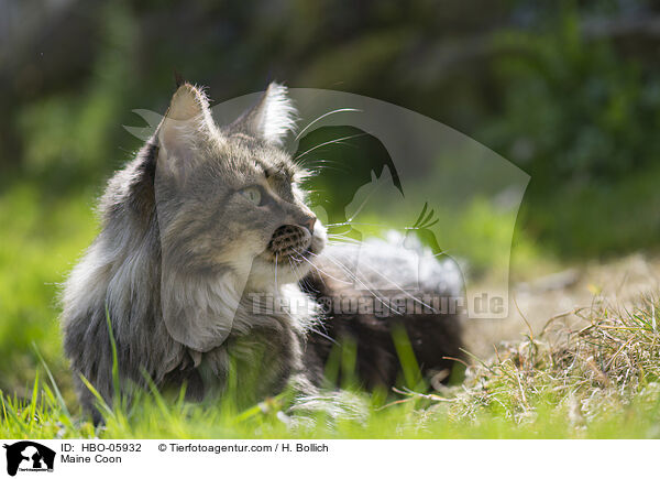Maine Coon / Maine Coon / HBO-05932