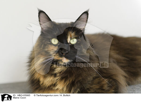 Maine Coon / Maine Coon / HBO-05985
