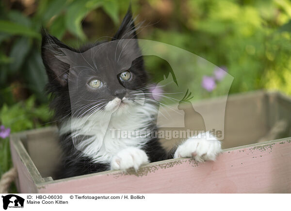 Maine Coon K�tzchen / Maine Coon Kitten / HBO-06030