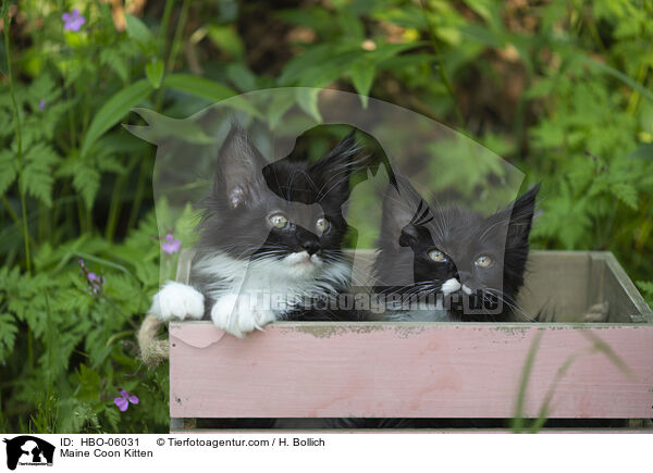 Maine Coon Kitten / HBO-06031