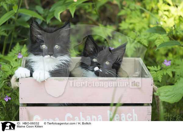 Maine Coon Ktzchen / Maine Coon Kitten / HBO-06032
