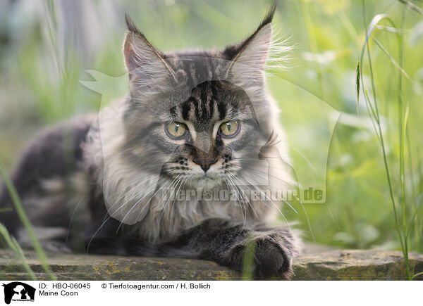 Maine Coon / Maine Coon / HBO-06045