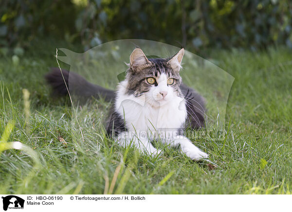 Maine Coon / Maine Coon / HBO-06190