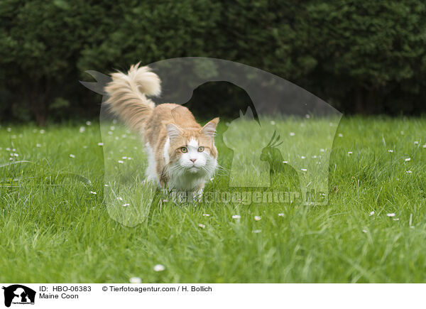 Maine Coon / Maine Coon / HBO-06383