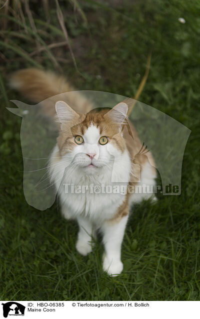 Maine Coon / Maine Coon / HBO-06385