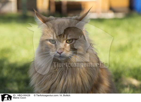 Maine Coon / Maine Coon / HBO-06428