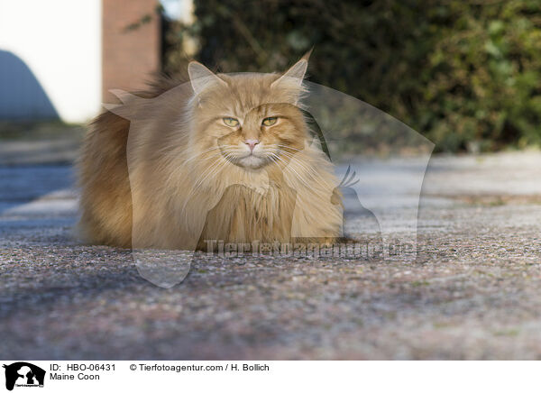 Maine Coon / HBO-06431