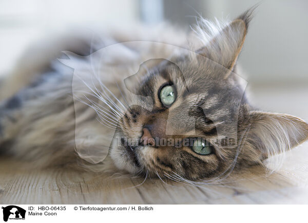 Maine Coon / Maine Coon / HBO-06435