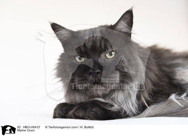 Maine Coon / HBO-06437