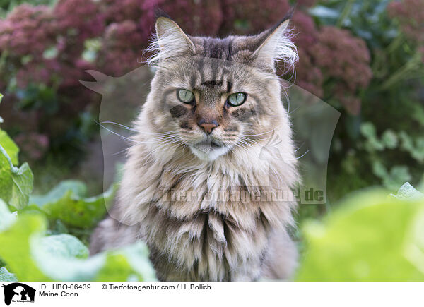 Maine Coon / Maine Coon / HBO-06439