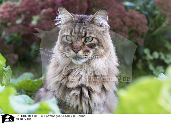 Maine Coon / HBO-06440
