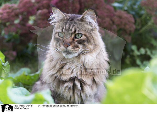 Maine Coon / Maine Coon / HBO-06441