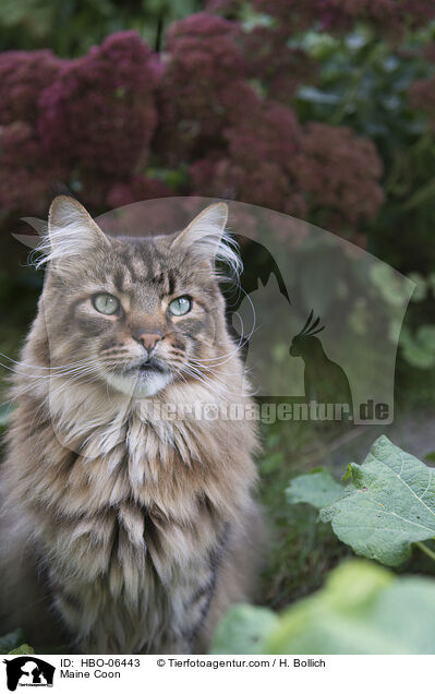Maine Coon / Maine Coon / HBO-06443