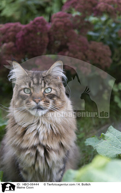 Maine Coon / Maine Coon / HBO-06444
