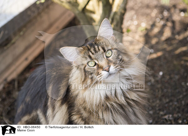 Maine Coon / Maine Coon / HBO-06450