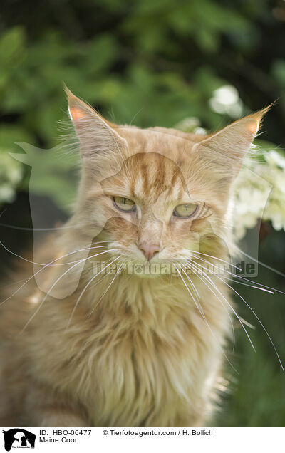 Maine Coon / HBO-06477