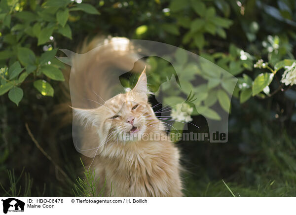 Maine Coon / Maine Coon / HBO-06478