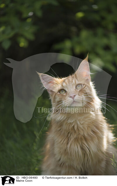 Maine Coon / HBO-06480